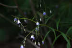 Small bonny bellflower